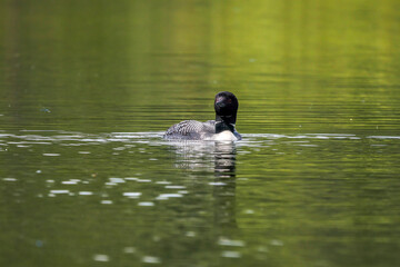 A Common loon swimming gracefully in Alberta, Canada