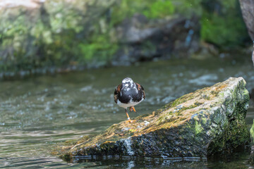 Turnstone Arenaria interpres. A turnstone stands on a moss-covered rock in the middle of the water....