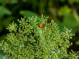 High-angle close-up of a vibrant red ladybug perched on green dill florets.