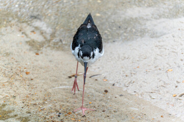 Black-winged Stilt Himantopus himantopus. A black-winged stilt stands facing forward on sandy...