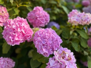 tender and fluffy blooming flowers, blooming bush with purple tender flowers 