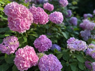 Obraz premium tender and fluffy blooming flowers, blooming bush with purple tender flowers 