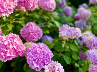 tender and fluffy blooming flowers, blooming bush with purple tender flowers 