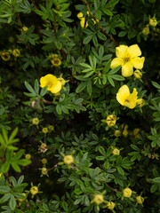 Yellow flowers of the Allamanda cathartica plant, also known as golden trumpet or common trumpetvine