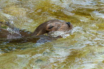 A California sea lion glides through the water with its eyes closed. The water surface splashes...