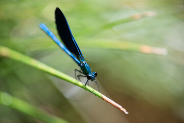 Blue dragonfly or damselfly in the nature. Close-up shooting with shallow depth of field.