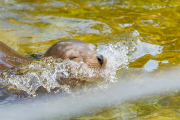 The California sea lion plows through a wave with its eyes closed. The movement is powerful and...