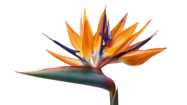Vibrant Bird of Paradise Flower Isolated on Transparent Background for Graphic Design