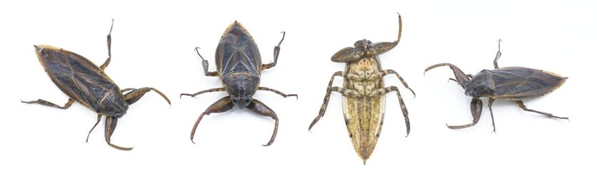 Uhlers giant water bug - Lethocerus uhleri aka Toe biter, electric light bugs, alligator ticks or...
