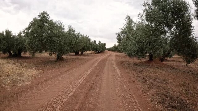 Camino Mozarabe de Santiago - a dirt road through olive groves between Antequera and Cartaojal, province of Malaga, Andalusia, Spain