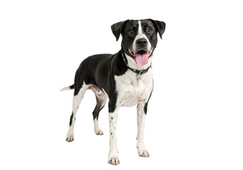 Young adult black and white Labrador Pit Bull mix dog standing confidently on a transparent studio background, tongue out, tail wagging, displaying pure joy. Concept for pet advertising