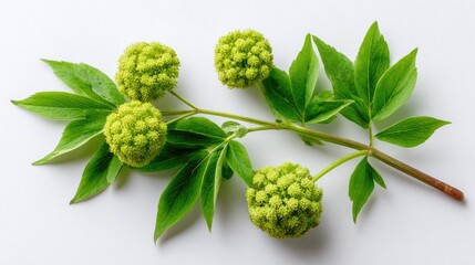 Close-up of a delicate plant branch with vibrant green leaves and flower clusters.