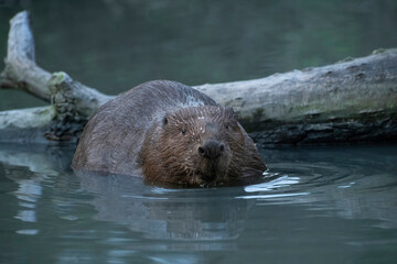 Mature beaver in water