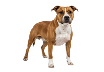 Powerful american staffordshire terrier mix with tan/white fur, brown patches, alert brown eyes, perked ears, standing still, making eye contact on a transparent studio background, bright soft