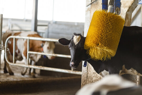 Modern dairy farm cowshed with automated cow brush and livestock care for milk production