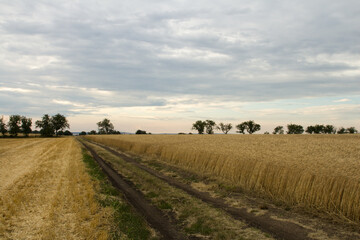 A dirt road through a field