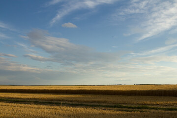A field with a blue sky and clouds