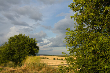 A landscape with trees and a cloudy sky