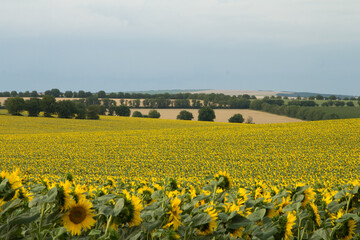 Obraz premium A field of sunflowers