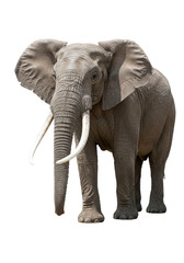 Obraz premium Adult African elephant walking with prominent fanned ears, long muscular trunk, heavy white tusks, deeply wrinkled grey-brown skin on transparent infinite background with copy space, studio lighting,