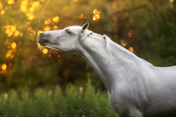 White horse on sunset meadow
