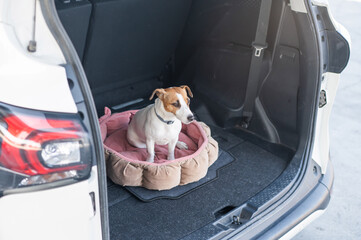 Jack Russell Terrier dog sits on a bed in the trunk of a car. 