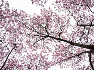 Ornamental cherry tree with pink blossoms view from underneath