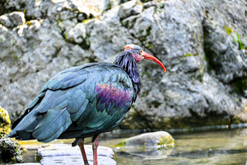 Side view of a geronticus eremita or waldrapp big exotic bird