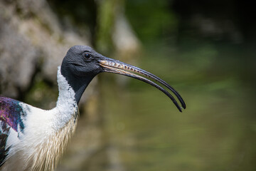 Profile portrait of a straw-neck-ibis bird with a drop of water in the bill