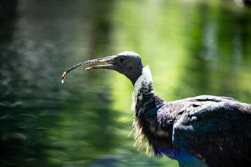 Profile of a straw-neck-ibis with long dark beak and dark feathers