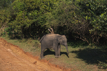 Baby elephant walks near a dirt road, surrounded by lush vegetation in Yala national park, Sri Lanka
