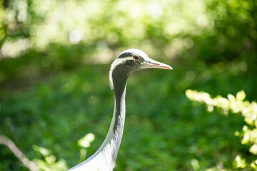 Profile portrait of a grey heron