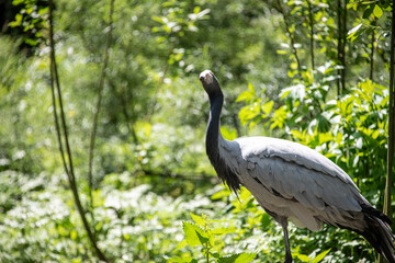 Demoiselle crane beautiful exotic bird looking at the camera