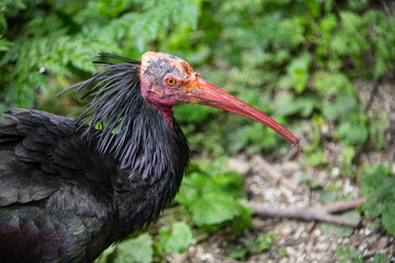 Profile view of a waldrapp or geronticus eremita bird