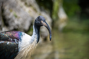 Portrait of a straw-neck-ibis looking at the camera