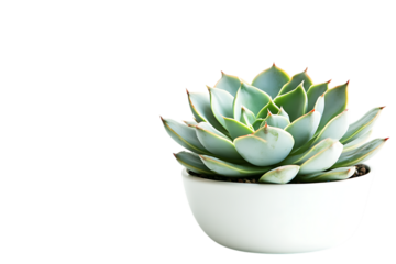 Blooming cactus plant in a pot isolated on white