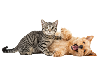 Playful tabby cat and fluffy light brown terrier mix dog on back, open mouth, tongue out, on transparent studio background, sharp focus. Concept of happy pets