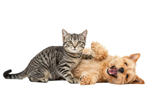 Playful tabby cat and fluffy light brown terrier mix dog on back, open mouth, tongue out, on transparent studio background, sharp focus. Concept of happy pets