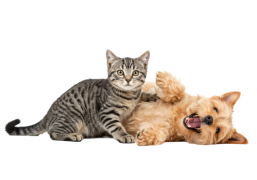 Playful tabby cat and fluffy light brown terrier mix dog on back, open mouth, tongue out, on transparent studio background, sharp focus. Concept of happy pets