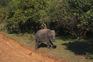 Baby Sri Lankan elephant walks near a dirt road and touches its trunk with its foot, surrounded by lush vegetation