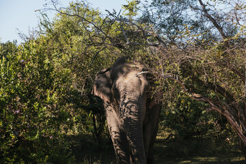 Wild elephant roaming freely in the lush tropical forest of Sri Lanka, savoring its natural habitat amidst vibrant greenery and diverse vegetation