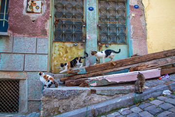 Stray cats in front of the walls of houses in the streets in Izmir Turkey