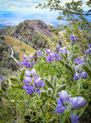 Pasochoa Volcano, Pichincha Province, Ecuador - July 5, 2025: Lupinus is a genus of leguminous...