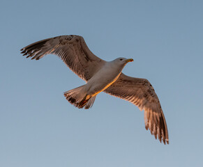 Obraz premium Flying seagull with blue sky background.