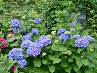 Blaue Hortensie im Garten