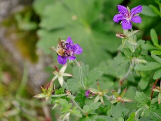 Storchschnabel (Geranium wlassovianum)