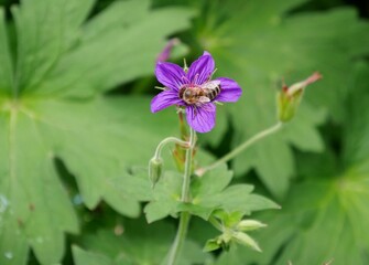 Storchschnabel (Geranium wlassovianum)