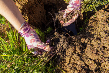 Woman in pink garden gloves plants a plant or flower in the open ground. Plant roots closeup