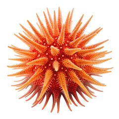A vibrant orange starfish with spiky arms and a textured surface. The starfish is set against a black background, highlighting its unique features.