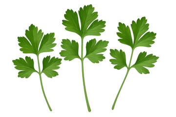 Verdant parsley sprigs displaying fresh, crisp leaflets against clean transparent backdrop with culinary potential